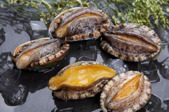 Lar de iguarias marinhas: produtor profissional de abalone em Fujian, China