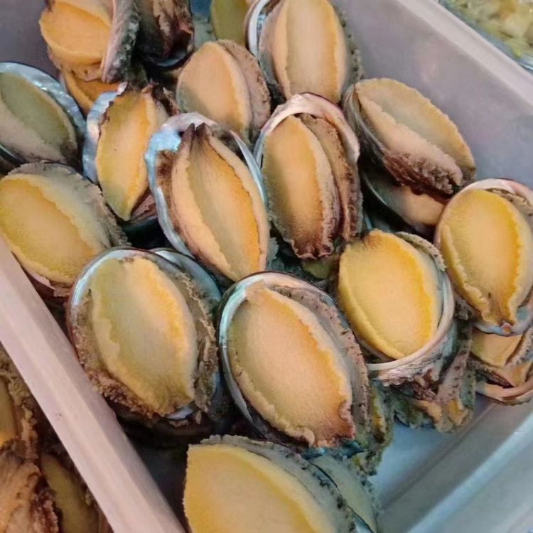 Abalone com casca e eviscerado | Carne fresca de abalone congelada